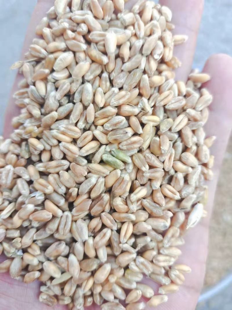 湖北河南小霉大量上市