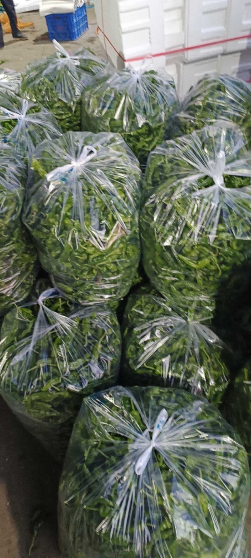 山东鲜辣椒精品皱皮椒基地直供一手货源欢迎老板采购