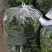 山东鲜辣椒精品皱皮椒基地直供一手货源欢迎老板采购