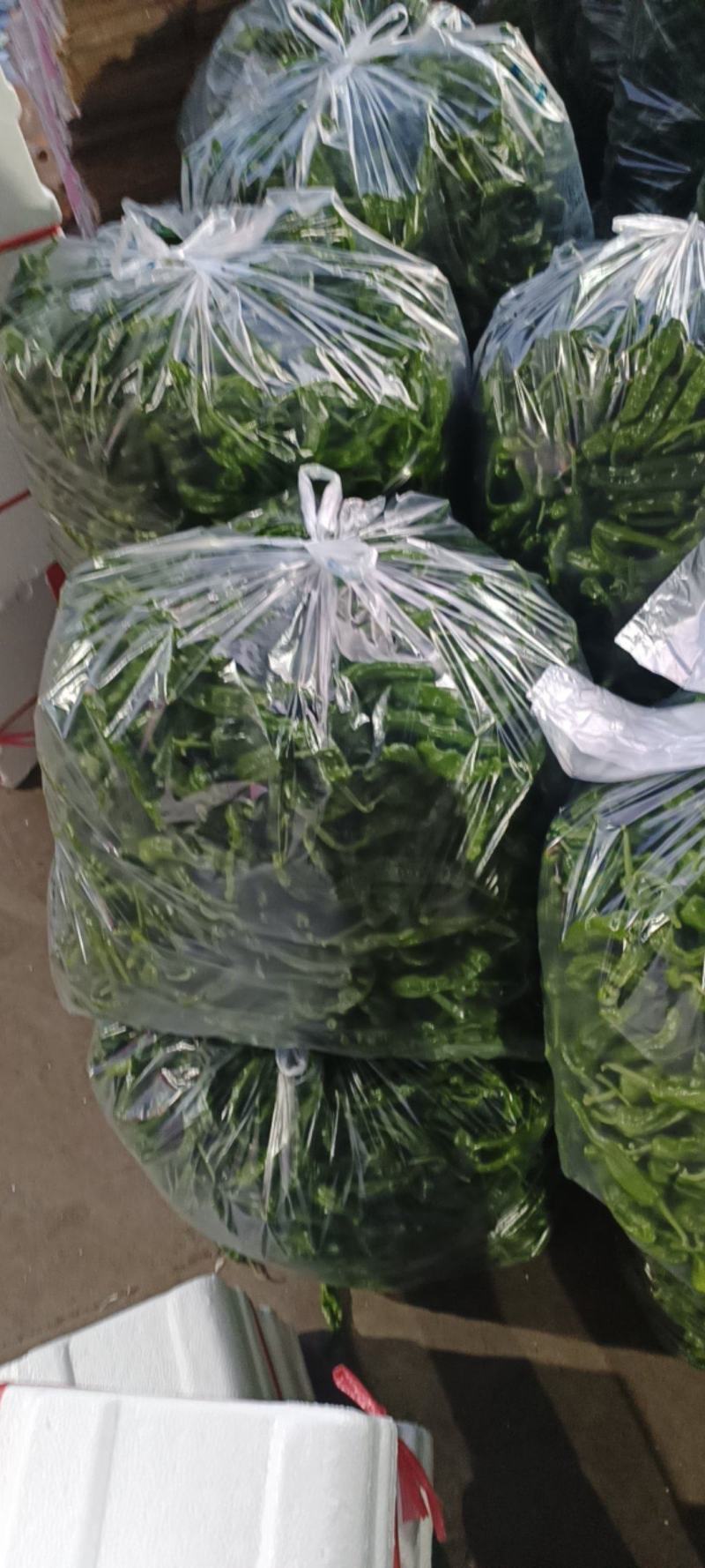 山东鲜辣椒精品皱皮椒基地直供一手货源欢迎老板采购
