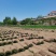 陕西草坪混播四季青马尼拉百慕大混播果令草