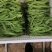 批发山东芸豆蔬菜四季豆鲜基地直供白不老芸豆白扁豆