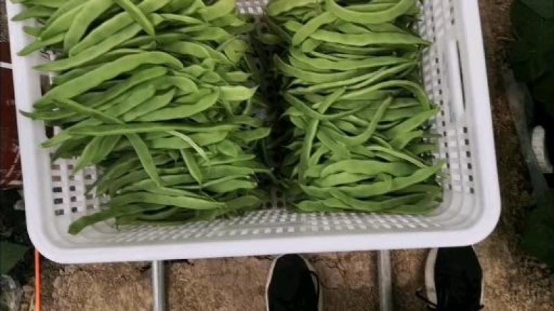 批发山东芸豆蔬菜四季豆鲜基地直供白不老芸豆白扁豆