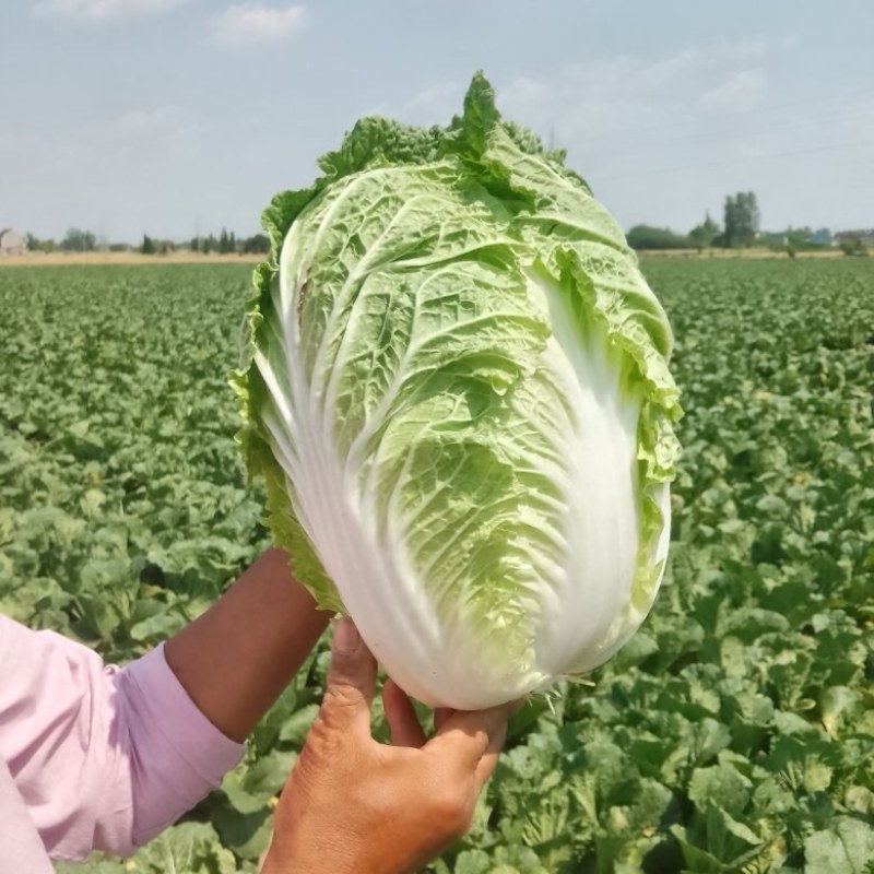 黄心大白菜