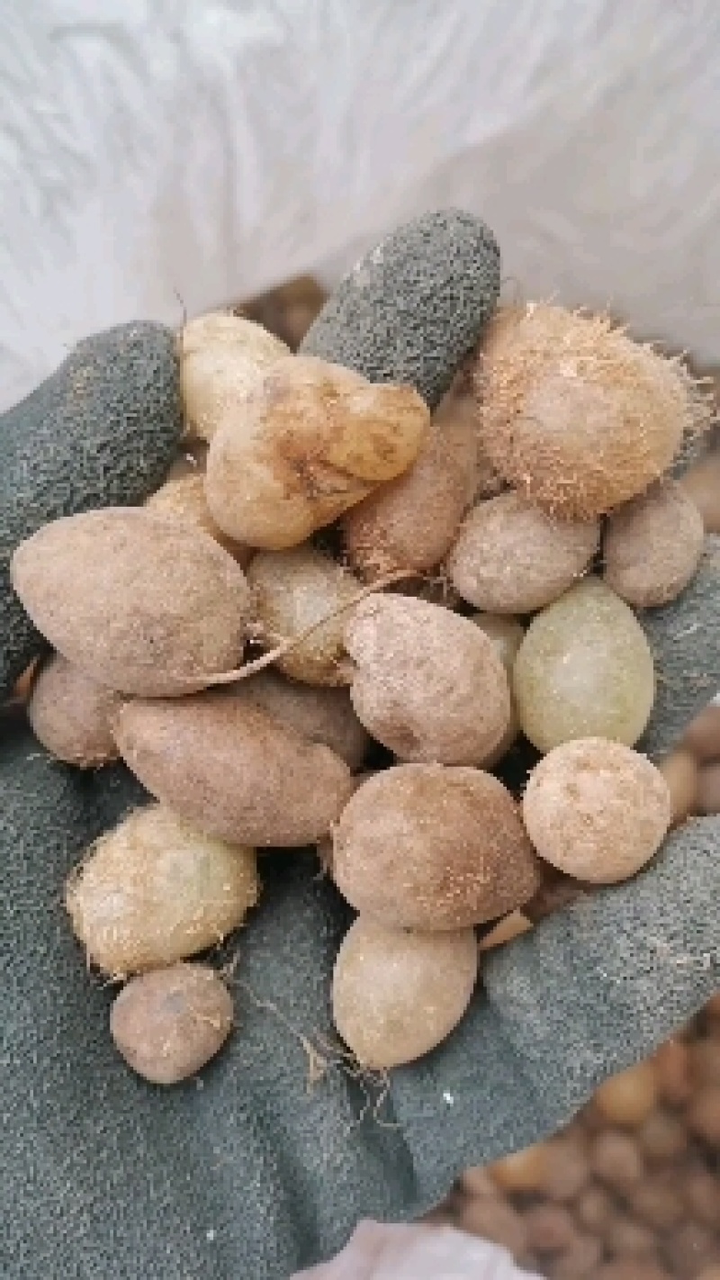 云南广南县一手货源产地直发，山黄皮又凤凰蛋