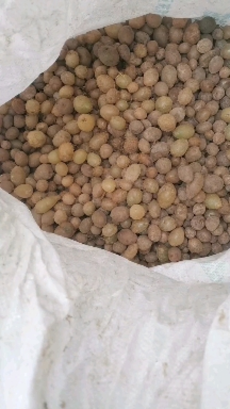 云南广南县一手货源产地直发，山黄皮又凤凰蛋