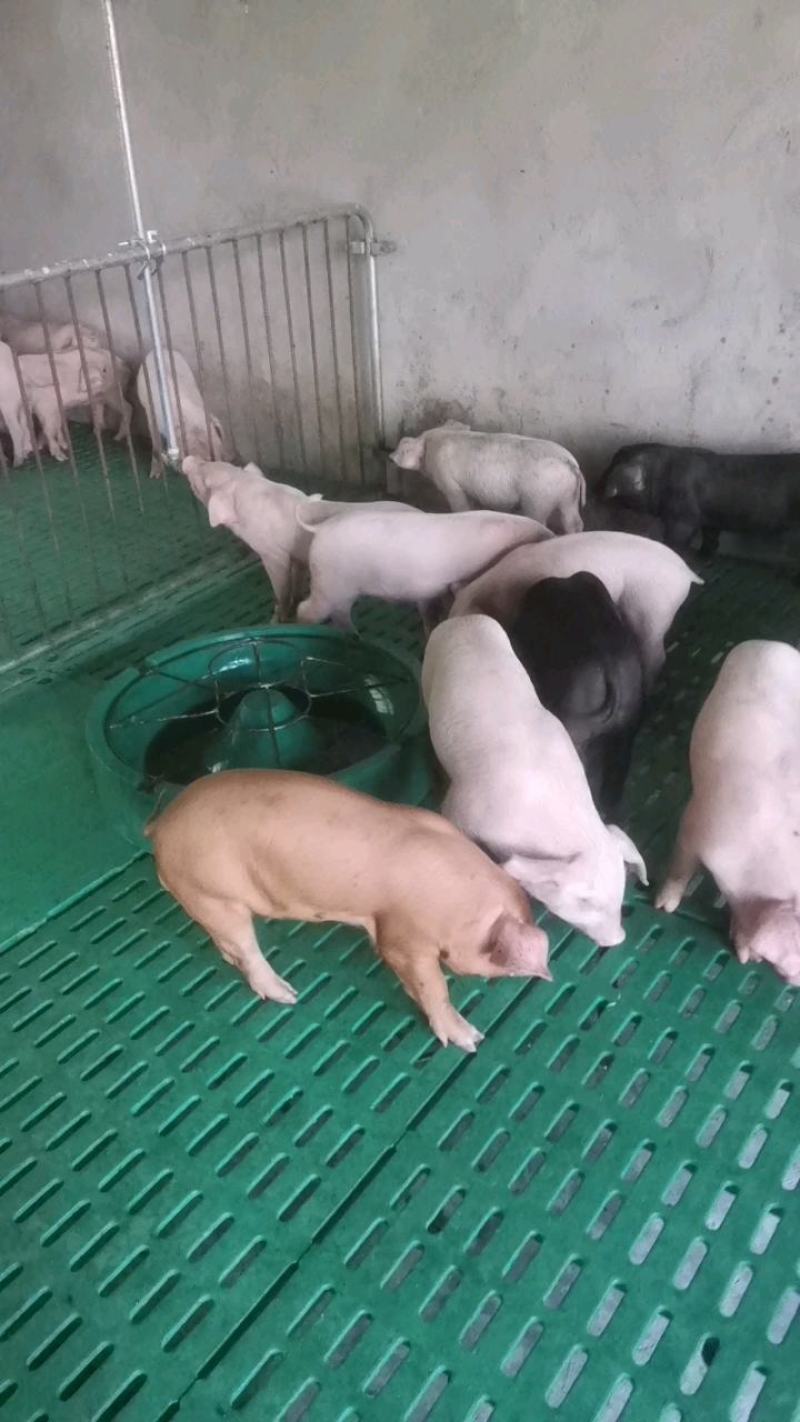 优质三元仔猪山东仔猪繁殖基地常年供应良杂猪苗欢迎来电