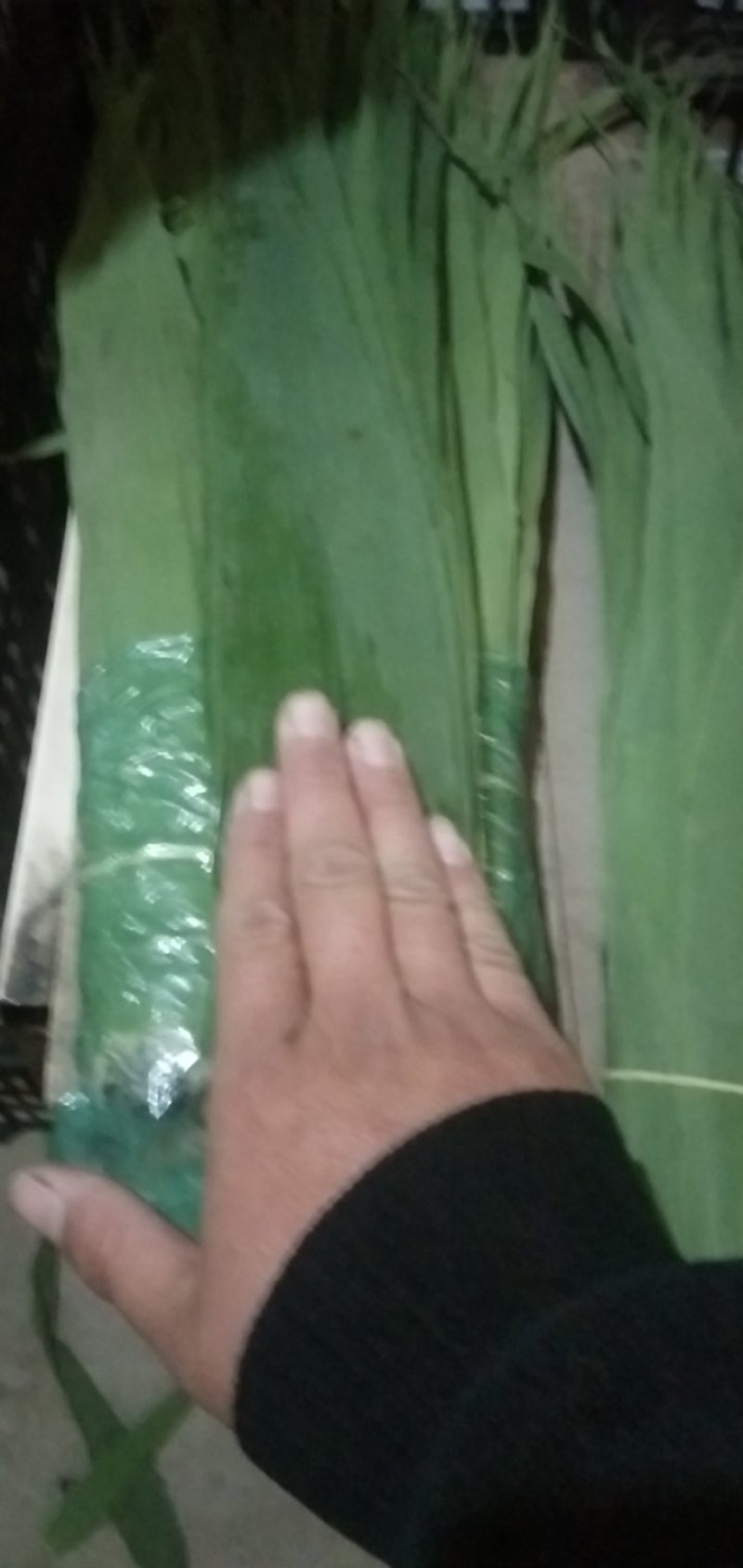 精品湖南粽子叶到货