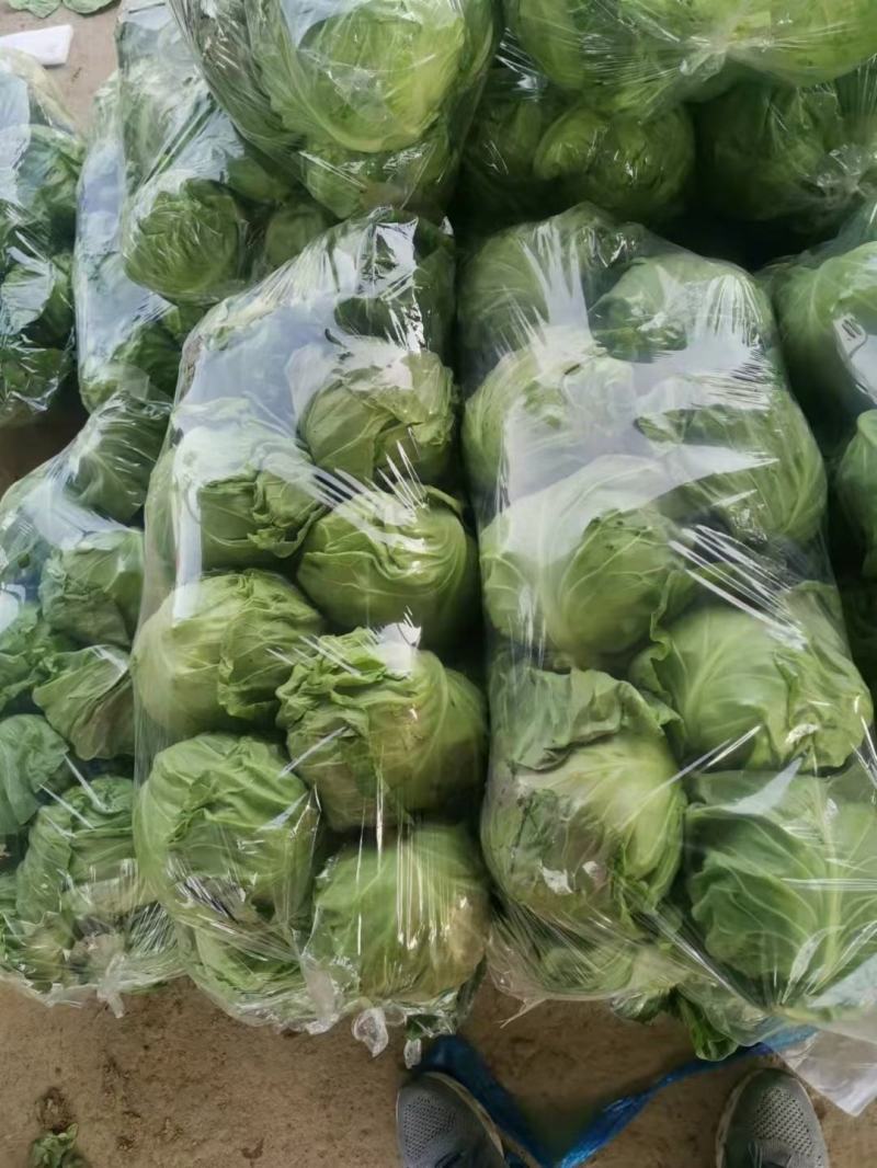 精品甘蓝圆包菜博爱甘蓝一手货源视频看货可谈