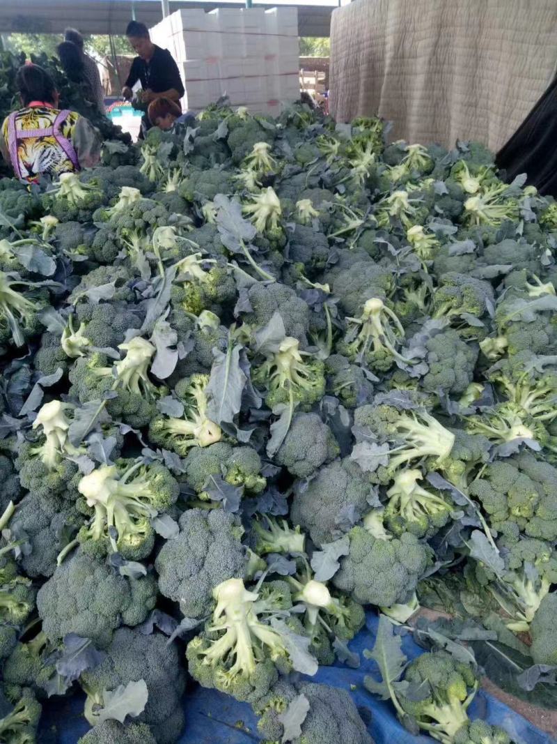 【畅销榜】精品西兰花规划可定货源充足价格可谈