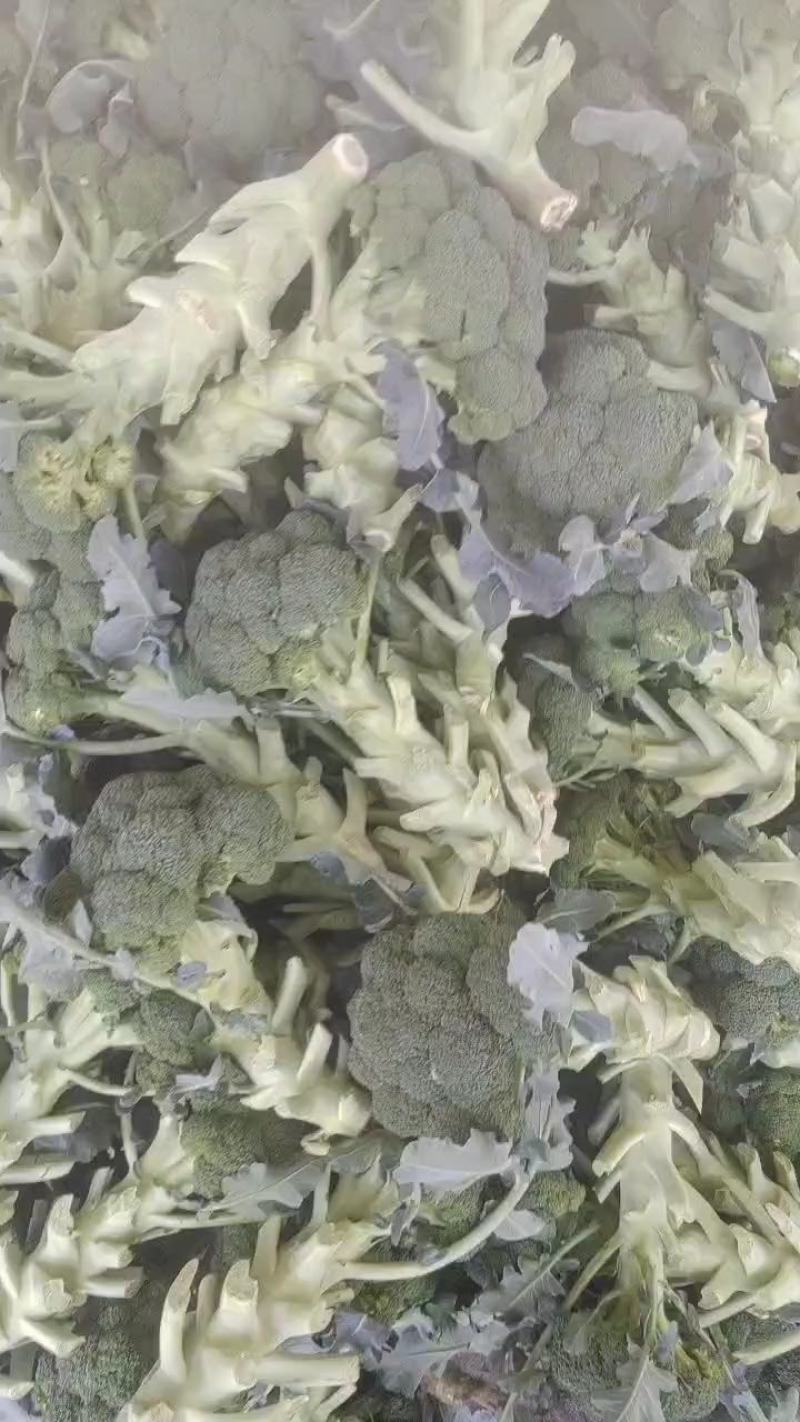 【畅销榜】精品西兰花规划可定货源充足价格可谈