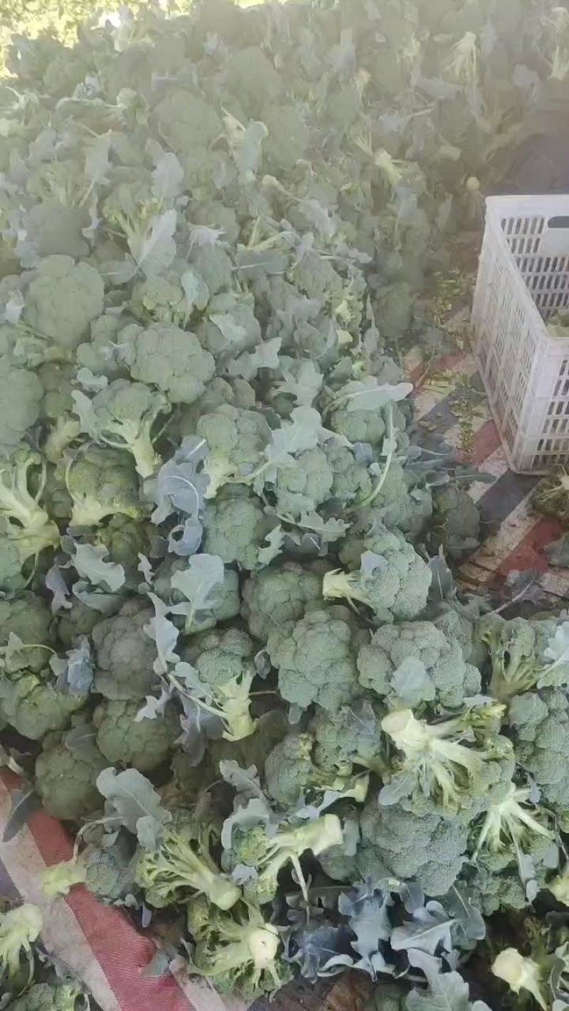 【畅销榜】精品西兰花规划可定货源充足价格可谈