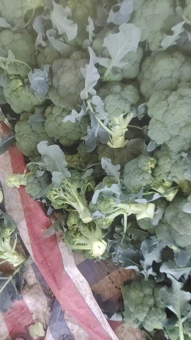 【畅销榜】精品西兰花规划可定货源充足价格可谈