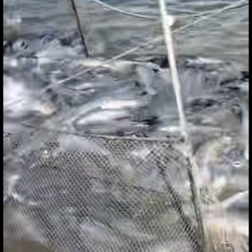 淡水大青鱼