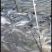 淡水大青鱼