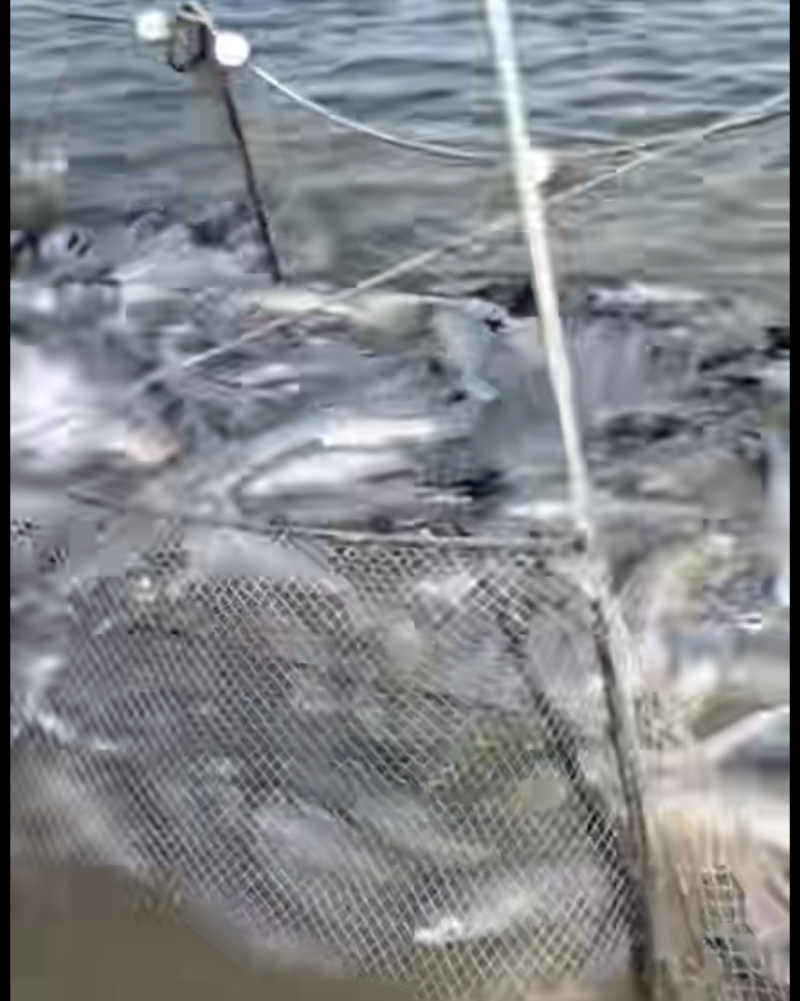 淡水大青鱼