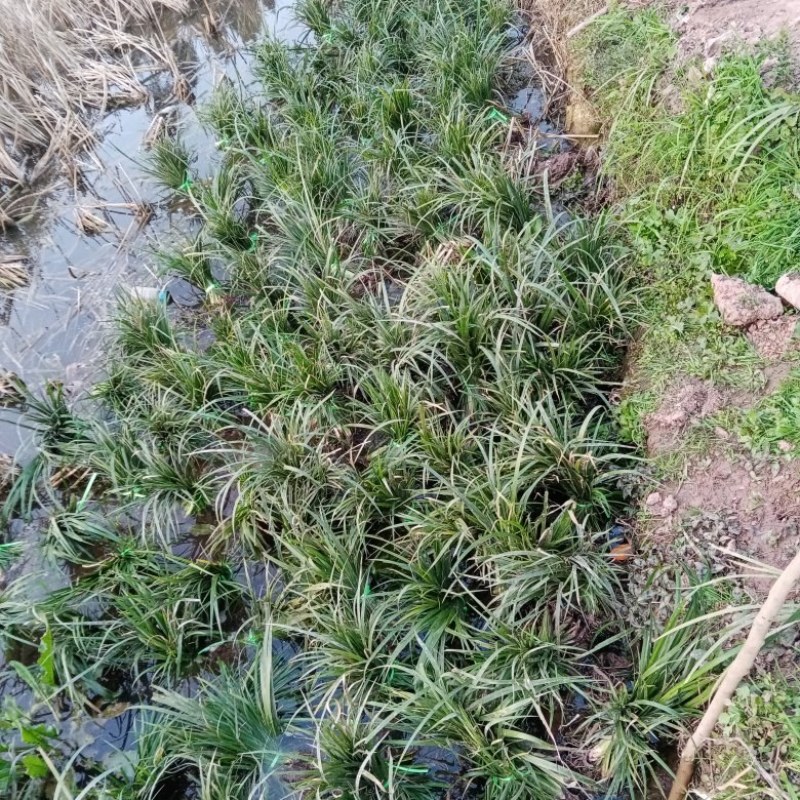 石菖蒲种苗