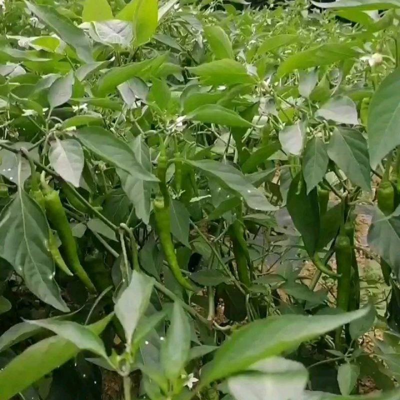 杭椒