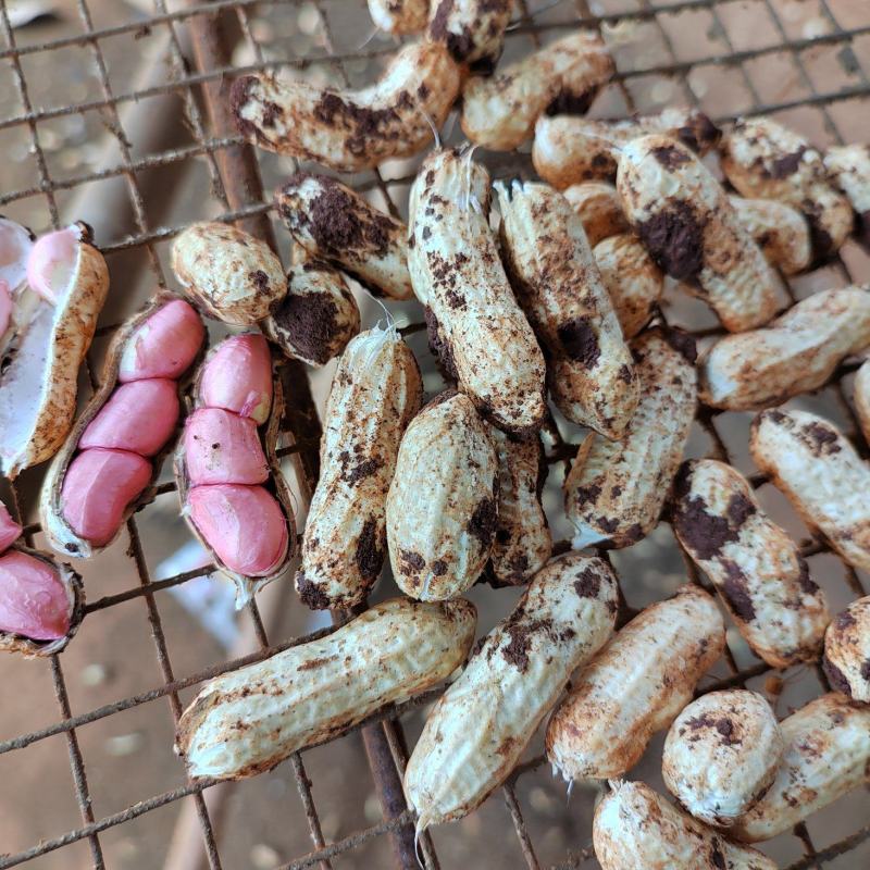 四粒红米花生产地直供，货源充足，支持各大平台电商社区代发