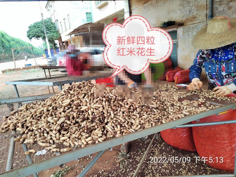 四粒红米花生产地直供，货源充足，支持各大平台电商社区代发