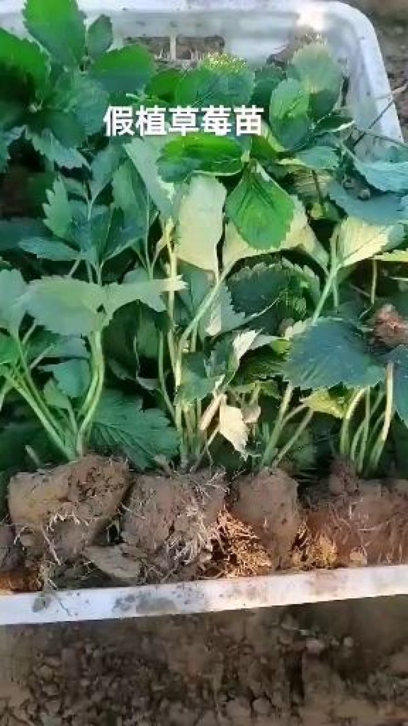 草莓苗红颜草莓苗全明星甜查理章姬隋株基地发货