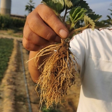 草莓苗红颜草莓苗全明星甜查理章姬隋株基地发货