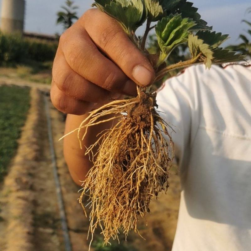 草莓苗红颜草莓苗全明星甜查理章姬隋株基地发货