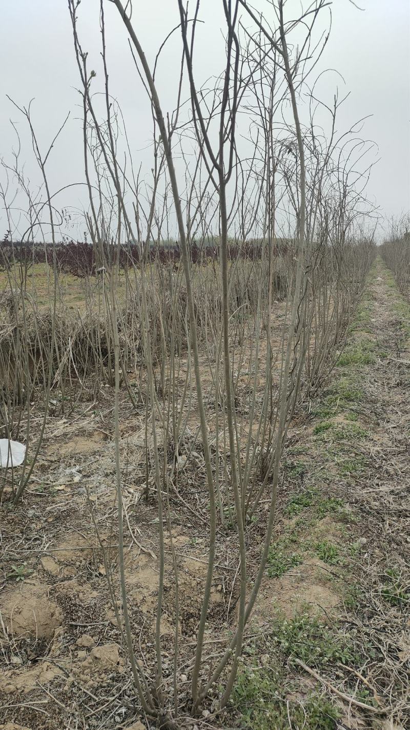 丛生多分枝紫穗槐，基地上车，量大从优，保质保量！