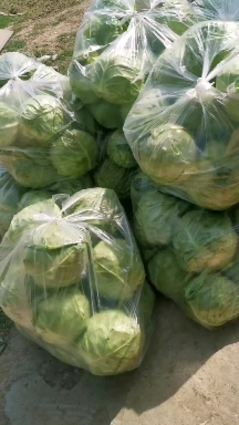 河南甘蓝大量上市！品种好，价格优惠，需要联系！