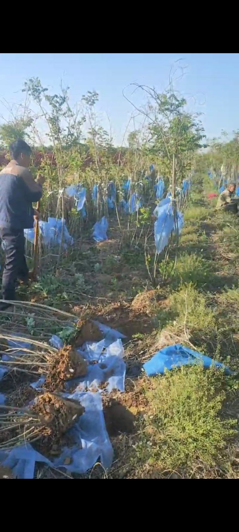 丛生多分枝紫穗槐，基地上车，量大从优，保质保量！