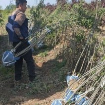 丛生多分枝紫穗槐，基地上车，量大从优，保质保量！