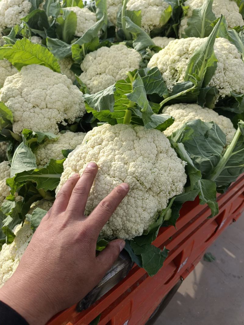 甘肃兰州高原夏菜上市