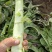 甘肃兰州高原夏菜上市