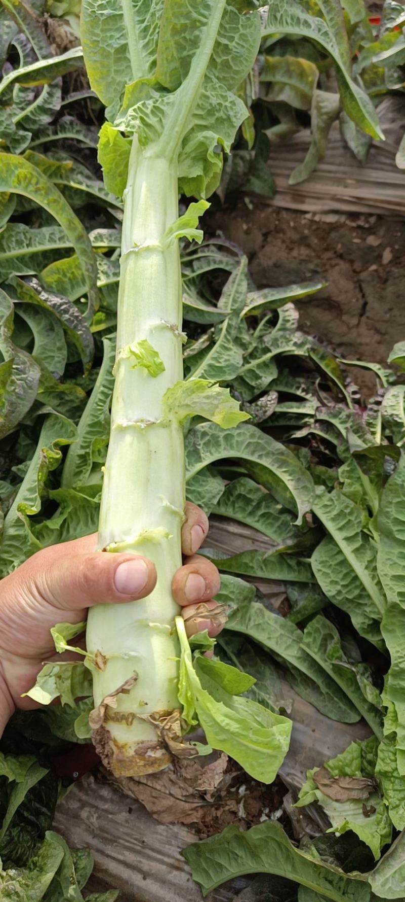 甘肃兰州高原夏菜上市
