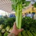 甘肃兰州高原夏菜上市