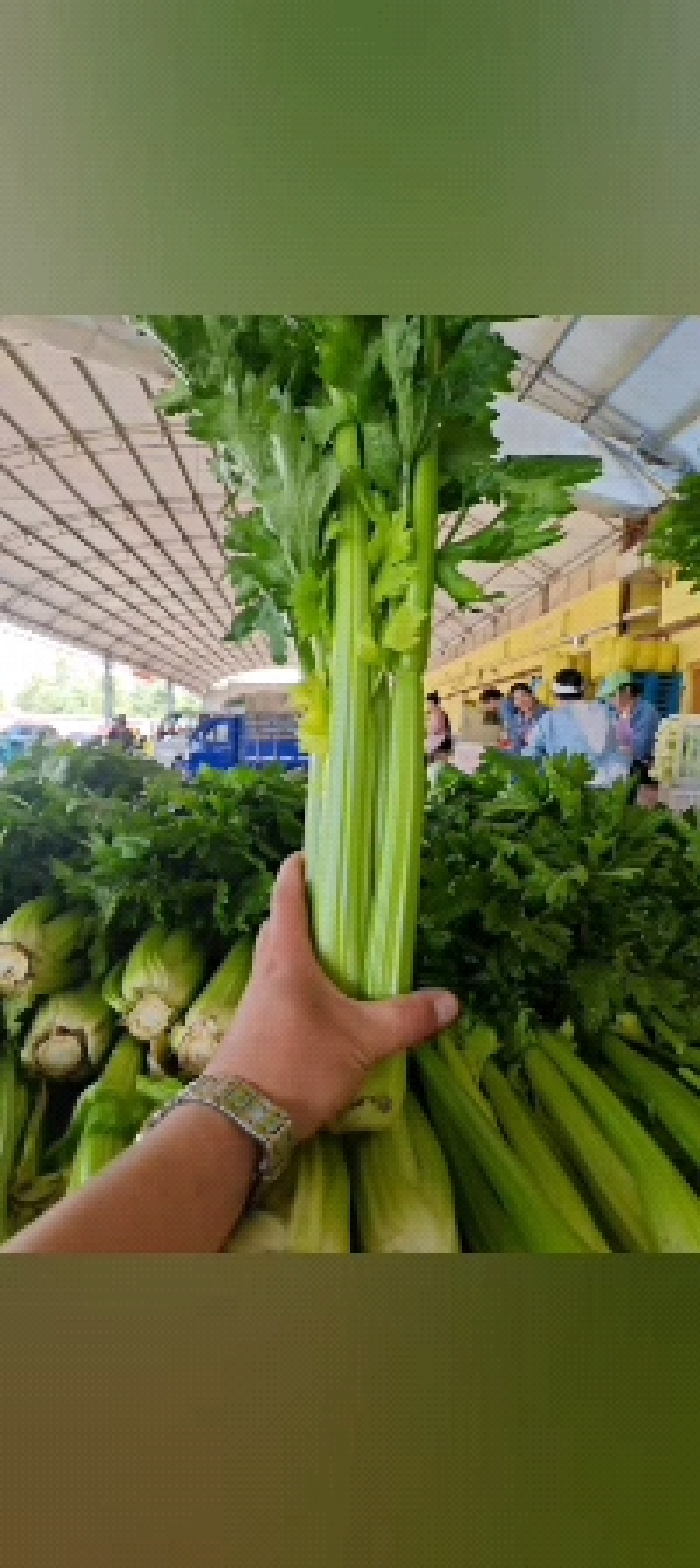 甘肃兰州高原夏菜上市