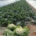 甘肃兰州高原夏菜上市