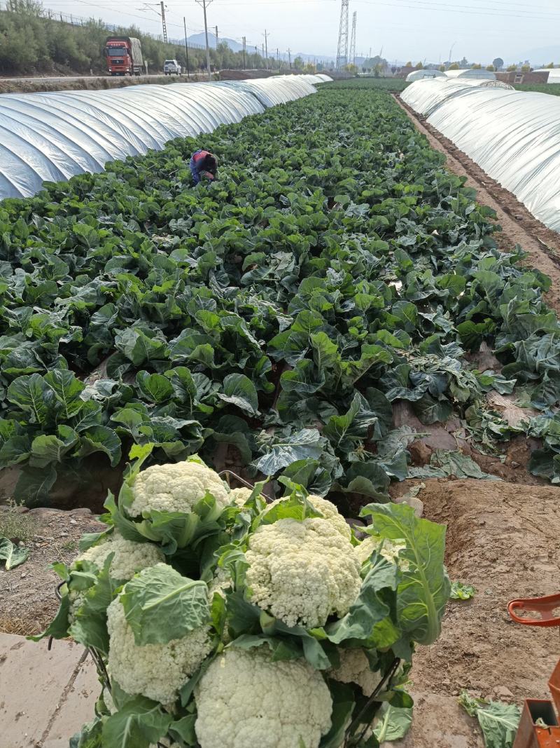 甘肃兰州高原夏菜上市