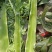 甘肃兰州高原夏菜上市