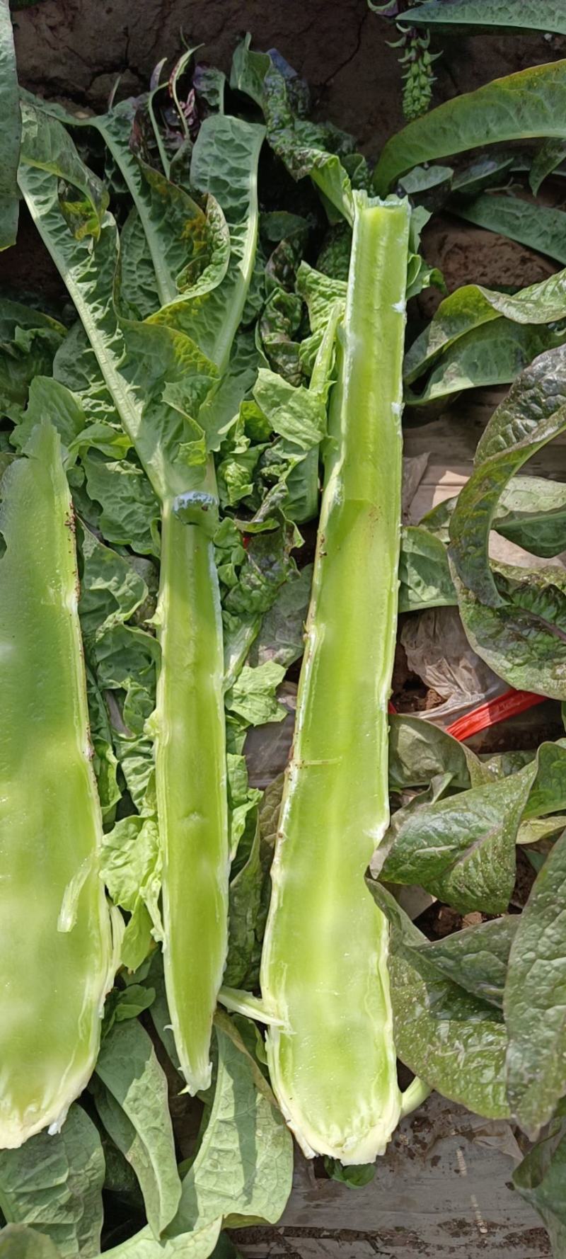 甘肃兰州高原夏菜上市