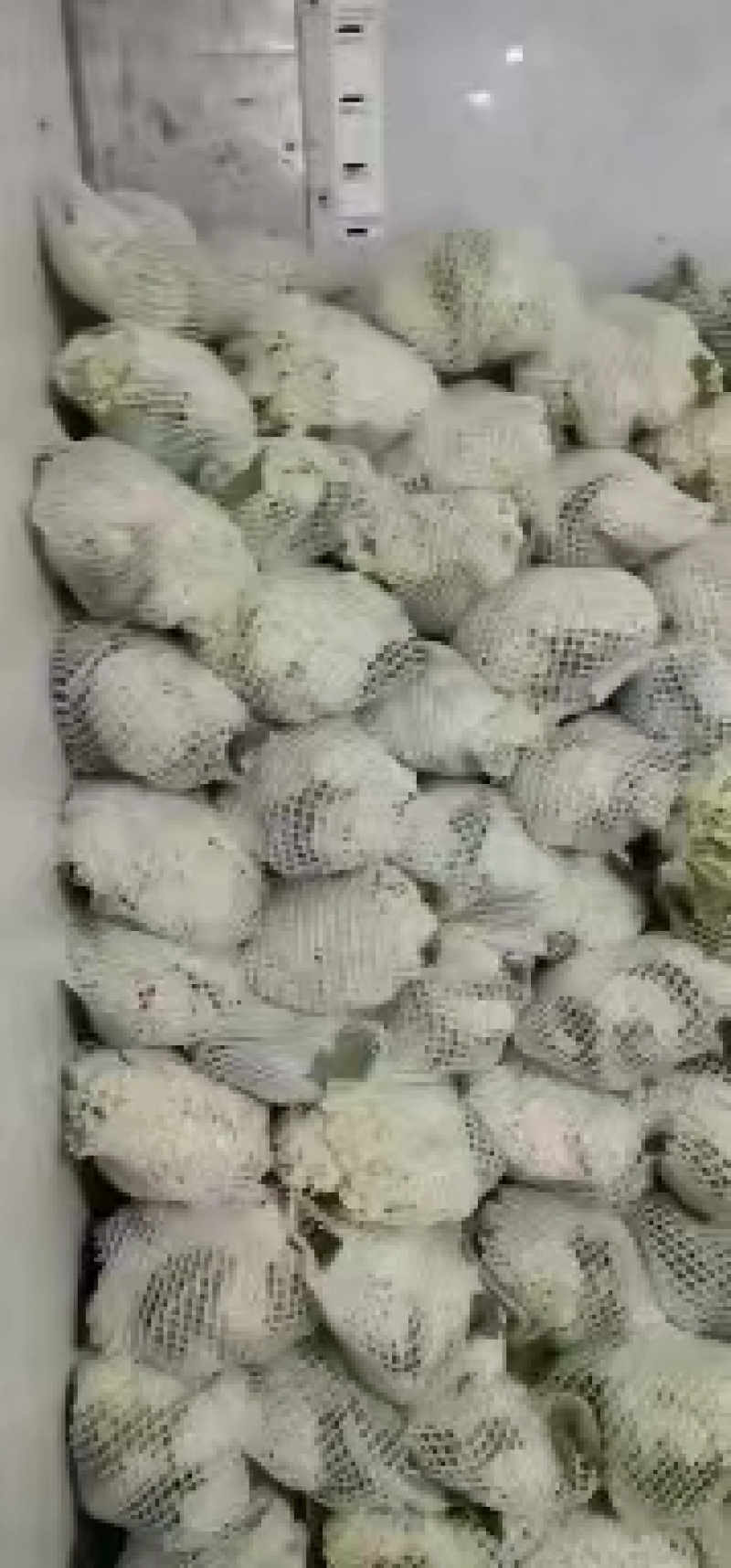 甘肃兰州高原夏菜上市