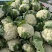 甘肃兰州高原夏菜上市