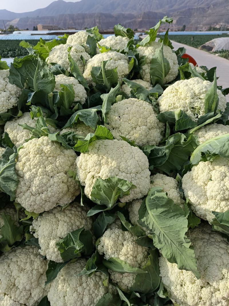 甘肃兰州高原夏菜上市
