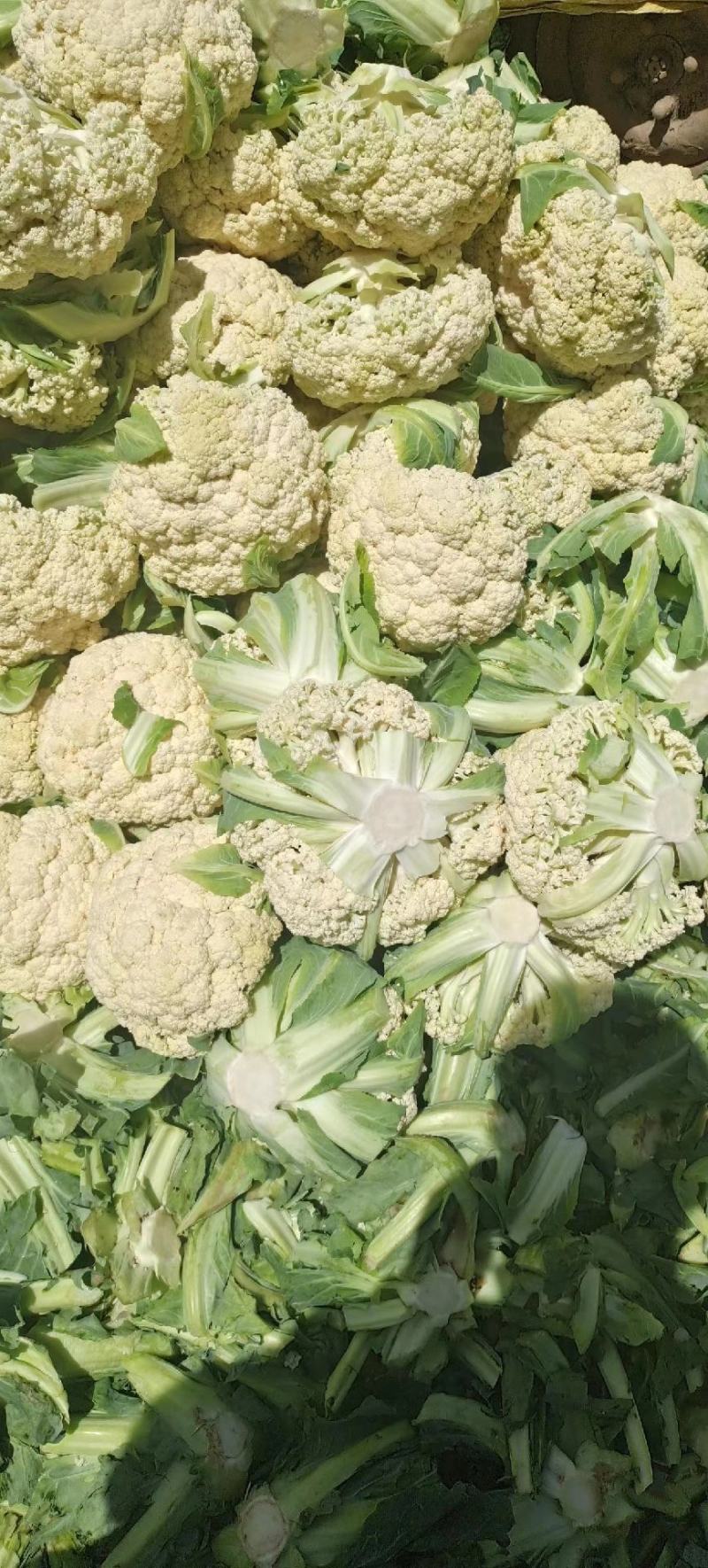 甘肃兰州高原夏菜上市