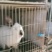肉兔种兔