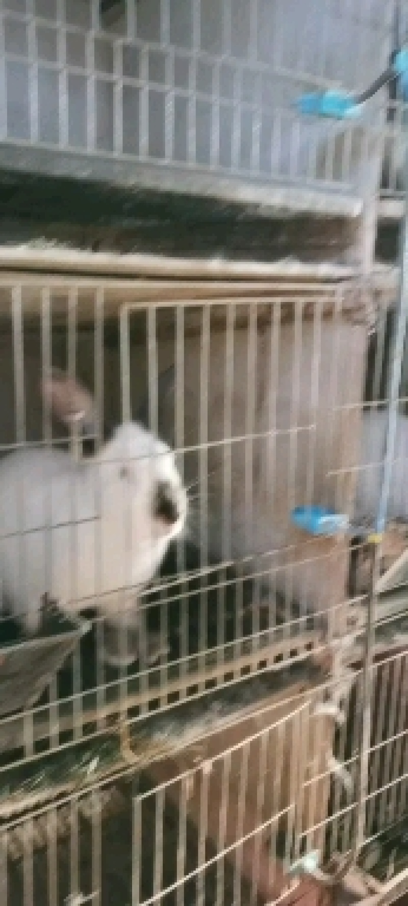 肉兔种兔