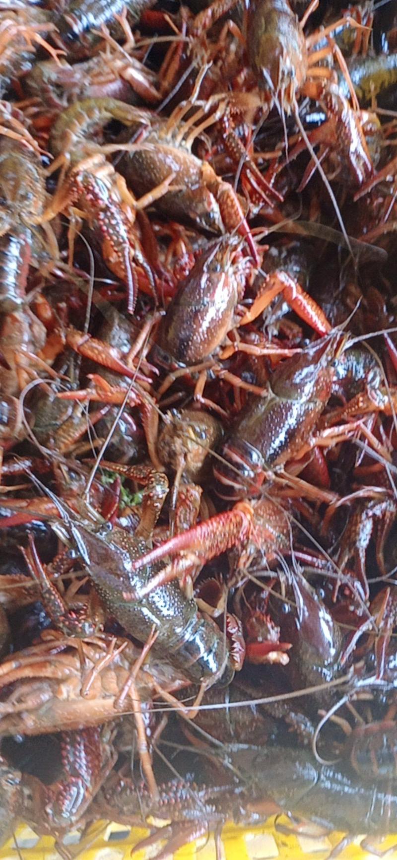 洪湖清水小龙虾肉质饱满量大从优，可视频看货选货