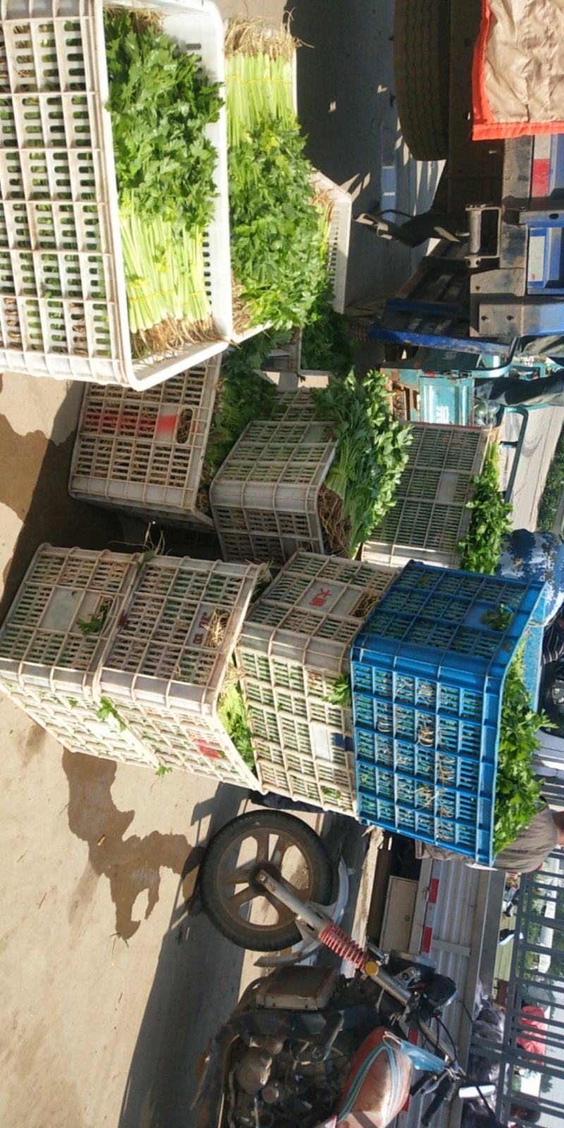 各种蔬菜，需要的请与我联系