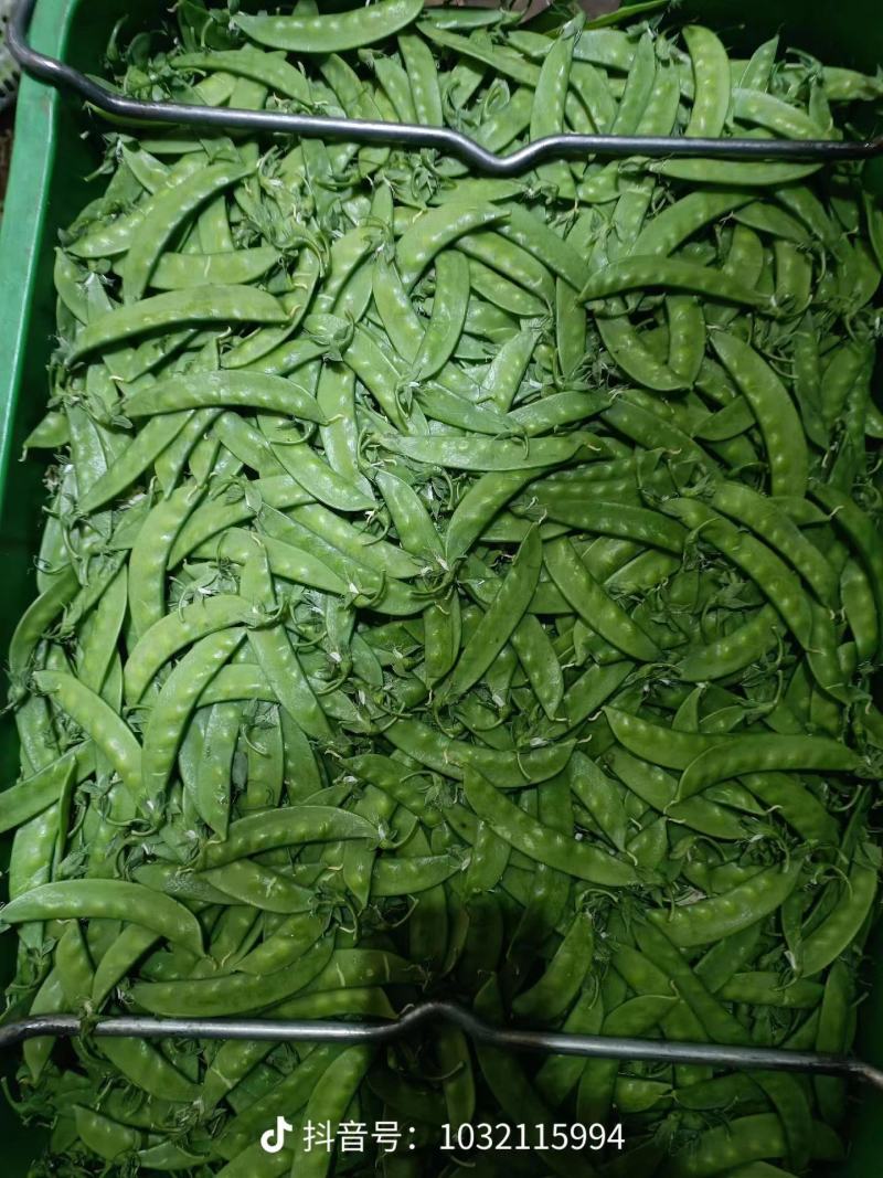 昆明娃娃菜