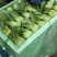 昆明娃娃菜